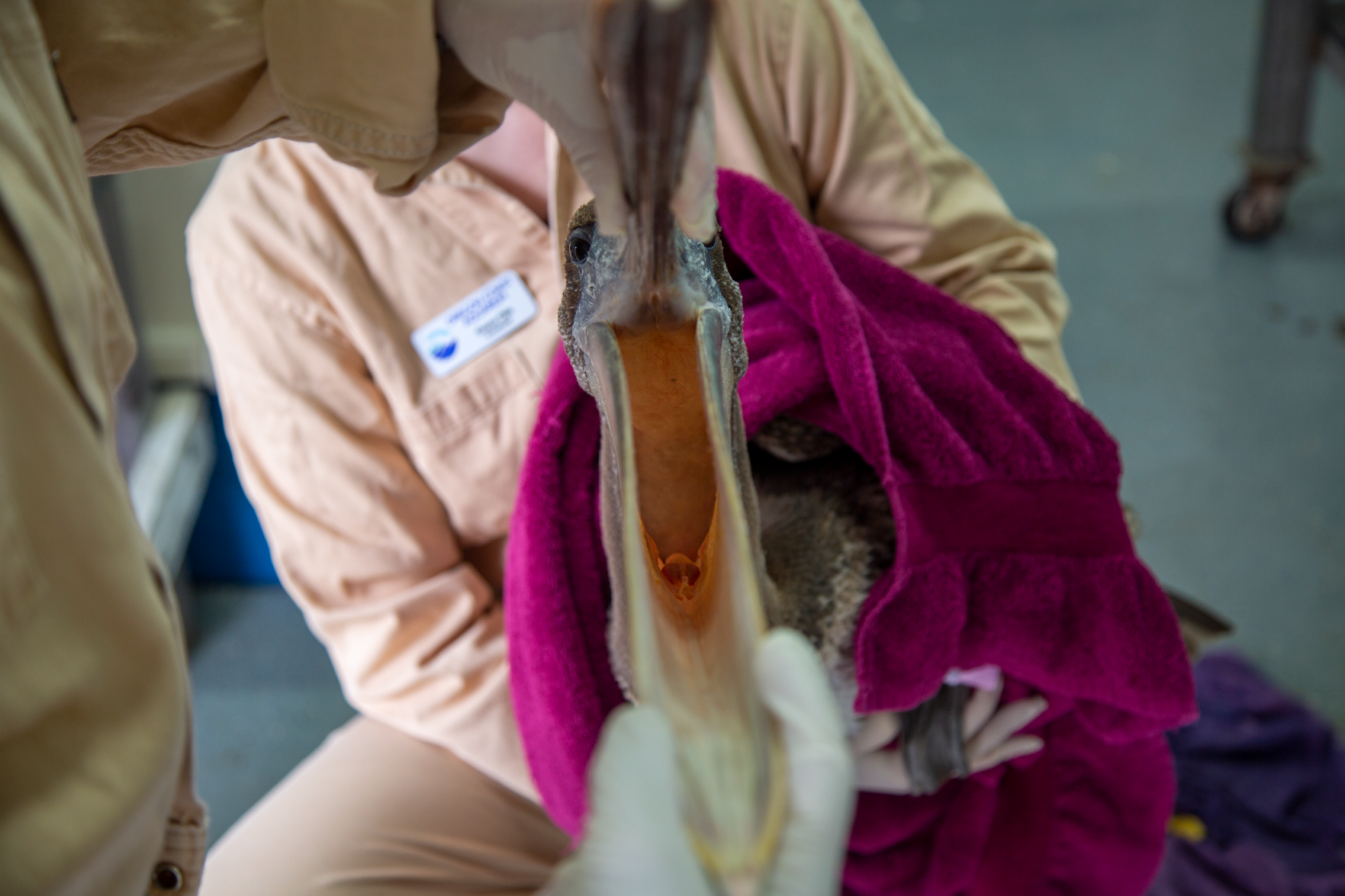 OCAq-SMC-entangled-juvenile-brown-pelican-open-mouth.png